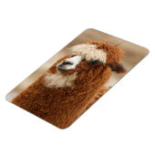 Alpaca magnet magneet (Linkerzijde)