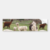 Alpaca Melange ~ Bumpersticker (Voorkant)