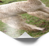 Alpaca Melange ~ Foto Foto Afdruk (Hoek)