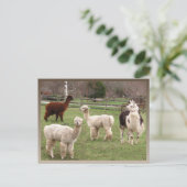 Alpaca Melange-kalender ~ briefkaart (Staand voorkant)