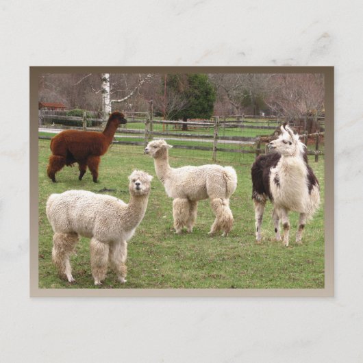 Alpaca Melange-kalender ~ briefkaart (Voorkant)