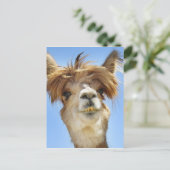 Alpaca met Crazy Hair Briefkaart (Staand voorkant)