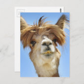 Alpaca met Crazy Hair Briefkaart (Voorkant / Achterkant)