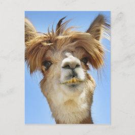 Alpaca met Crazy Hair Briefkaart