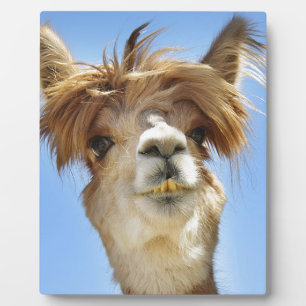 Alpaca met Crazy Hair Fotoplaat