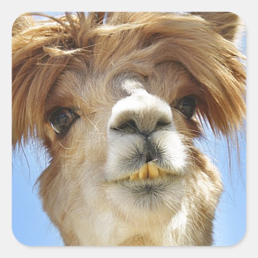 Alpaca met Crazy Hair Vierkante Sticker (Voorkant)