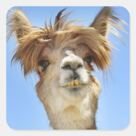 Alpaca met Crazy Hair Vierkante Sticker
