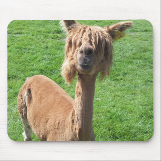 Alpaca Muismat