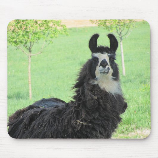 Alpaca, muispad Llama Muismat (Voorkant)