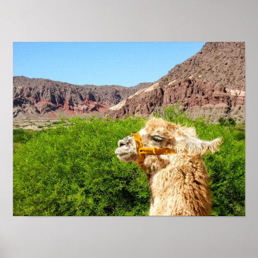 Alpaca Near Salta, Argentinië Poster (Voorkant)