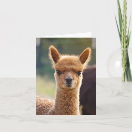 Alpaca Note Card Kaart (Voorkant)