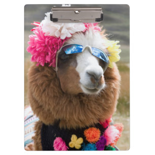 Alpaca, Pachacoto, Cordillera Blanca, Ancash Klembord
