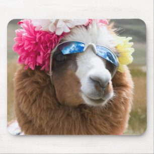 Alpaca, Pachacoto, Cordillera Blanca, Ancash Muismat