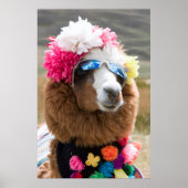 Alpaca, Pachacoto, Cordillera Blanca, Ancash Poster (Voorkant)