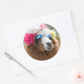 Alpaca, Pachacoto, Cordillera Blanca, Ancash Ronde Sticker (Envelop)