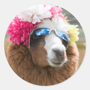 Alpaca, Pachacoto, Cordillera Blanca, Ancash Ronde Sticker