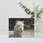 Alpaca, Parque Llaviucu, Ecuador Briefkaart (Staand voorkant)
