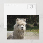 Alpaca, Parque Llaviucu, Ecuador Briefkaart (Voorkant / Achterkant)