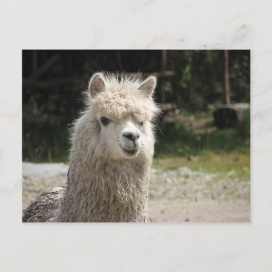 Alpaca, Parque Llaviucu, Ecuador Briefkaart (Voorkant)