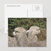 Alpaca, Parque Llaviucu, Ecuador Briefkaart (Voorkant / Achterkant)