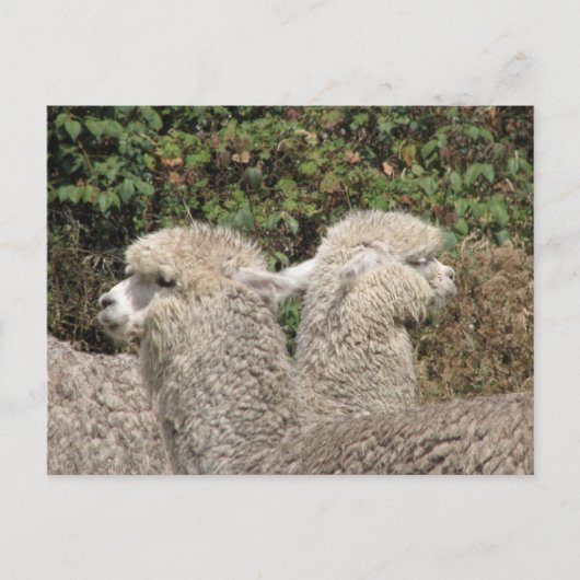 Alpaca, Parque Llaviucu, Ecuador Briefkaart (Voorkant)