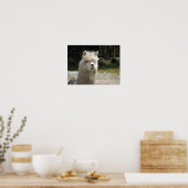 Alpaca, Parque Llaviucu, Ecuador Poster (Keuken)