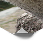 Alpaca, Parque Llaviucu, Ecuador Poster (Hoek)