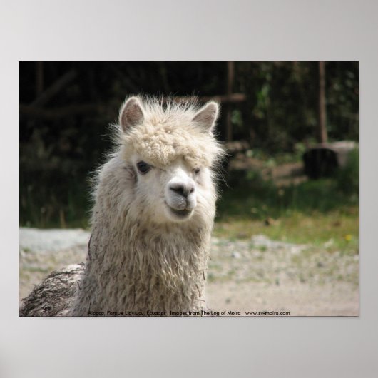 Alpaca, Parque Llaviucu, Ecuador Poster (Voorkant)