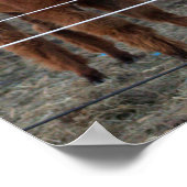 Alpaca Photo Poster (Hoek)