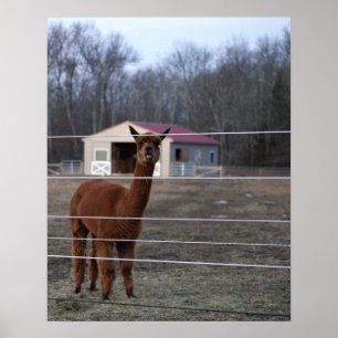 Alpaca Photo Poster