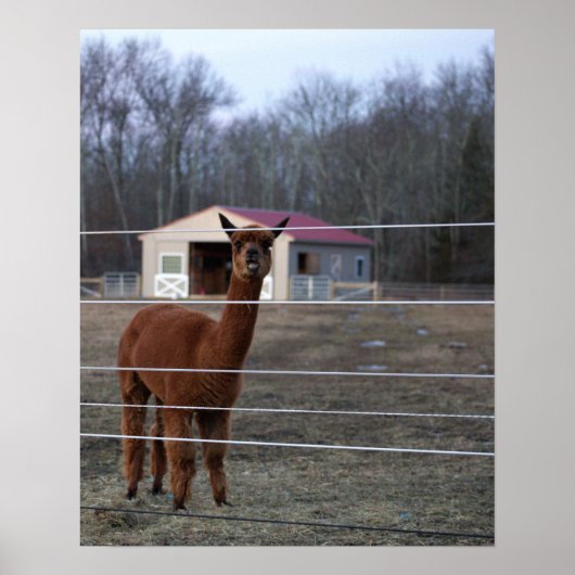 Alpaca Photo Poster (Voorkant)