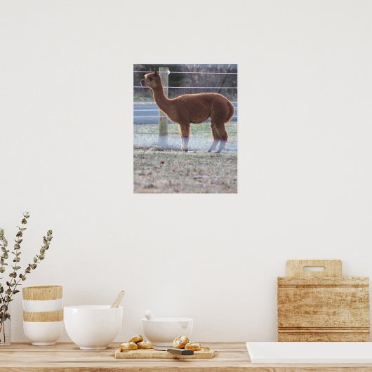 Alpaca Photo Poster (Keuken)