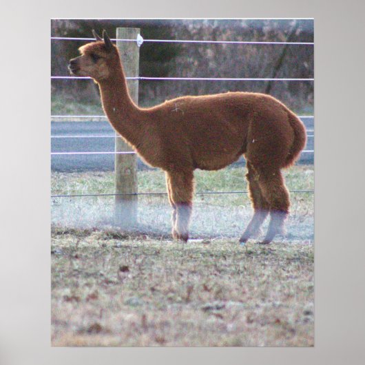 Alpaca Photo Poster (Voorkant)
