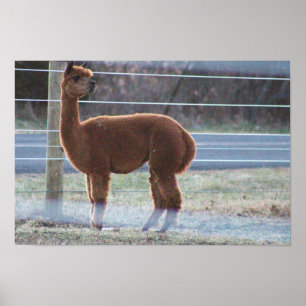 Alpaca Photo Poster