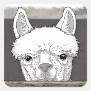 Alpaca Portrait Vierkante Sticker