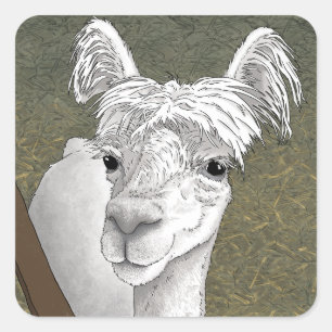 Alpaca Portret 2 Vierkante Sticker