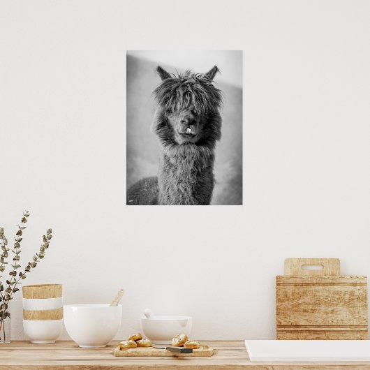 Alpaca portret zwart en wit poster (Keuken)