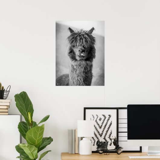Alpaca portret zwart en wit poster (Thuiskantoor)