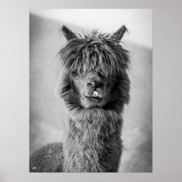 Alpaca portret zwart en wit poster
