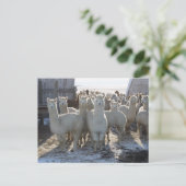Alpaca Post Card Briefkaart (Staand voorkant)