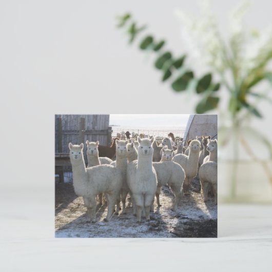 Alpaca Post Card Briefkaart (Staand voorkant)