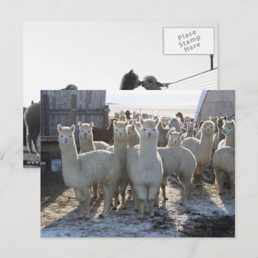 Alpaca Post Card Briefkaart (Voorkant / Achterkant)