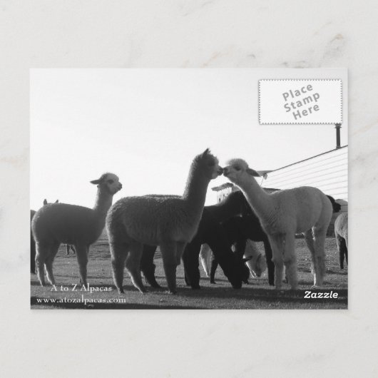 Alpaca Post Card Briefkaart (Achterkant)