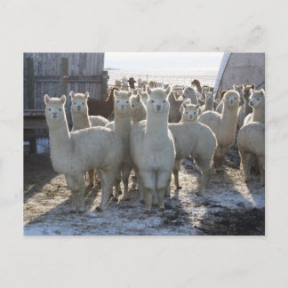 Alpaca Post Card Briefkaart
