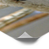 Alpaca Poster (Hoek)