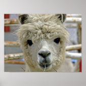 Alpaca Poster (Voorkant)