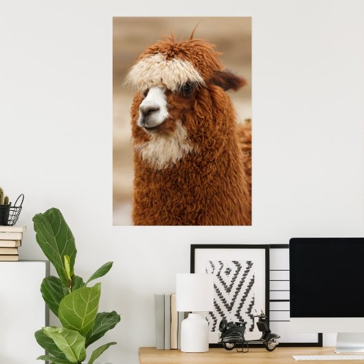 Alpaca poster (Thuiskantoor)