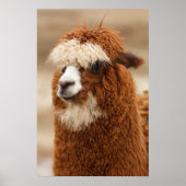 Alpaca poster (Voorkant)