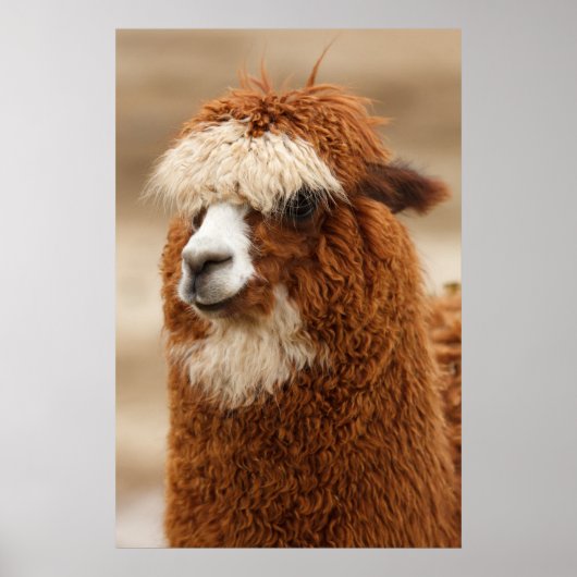 Alpaca poster (Voorkant)