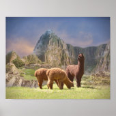 Alpaca Poster (Voorkant)